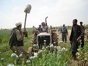 ملف:أفيون 2.jpg