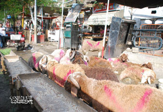 تدشين مشروع شارك.jpg