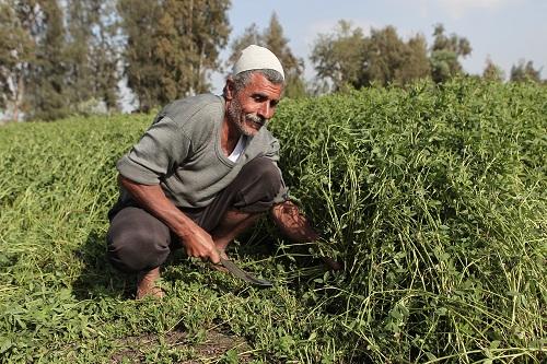 ملف:إلغاء دعم الفلاح.jpg