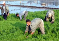خفض مساحات الأرز أول القصيدة.jpg
