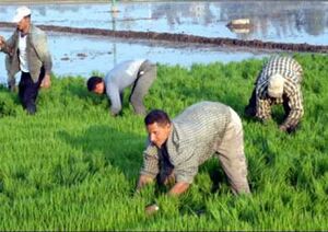خفض مساحات الأرز أول القصيدة.jpg