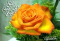 تصغير للنسخة بتاريخ ٠٨:٤٣، ١٣ أغسطس ٢٠١١