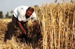 ارتفاع واردات مصر من القمح.jpg